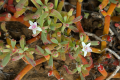 Sesuvium edmonstonei, photograph (c) Kristof Zyskowski, some rights reserved (CC BY)