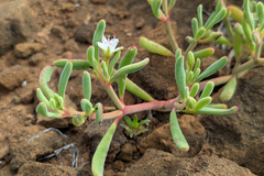 Sesuvium edmonstonei, photograph (c) Kristof Zyskowski, some rights reserved (CC BY)