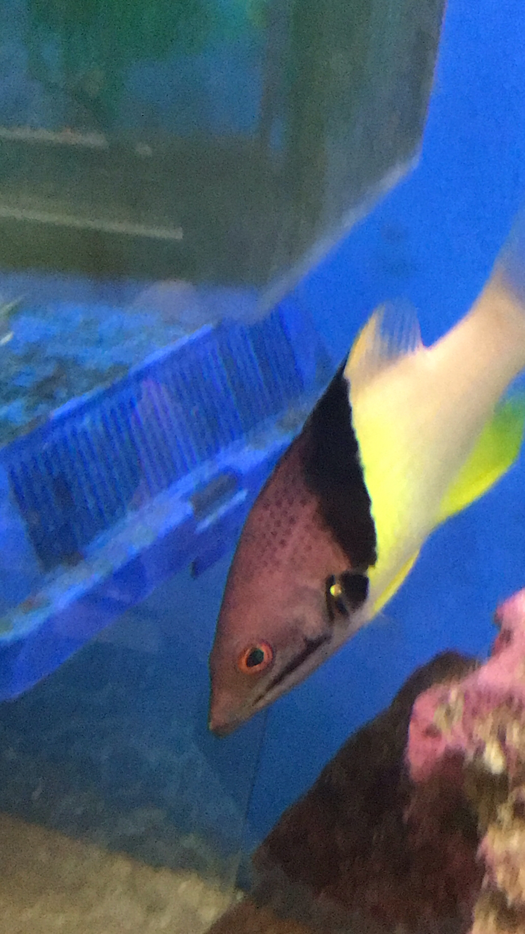 中胸狐鯛(牙衣) Bodianus mesothorax