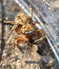 Mexigonus morosus