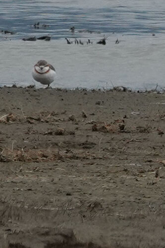 iNaturalist image
