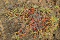 Sesuvium edmonstonei, photograph (c) Kristof Zyskowski, some rights reserved (CC BY)