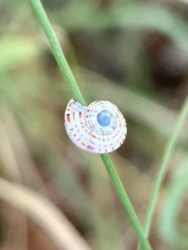 Theba pisana