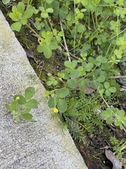 Medicago lupulina