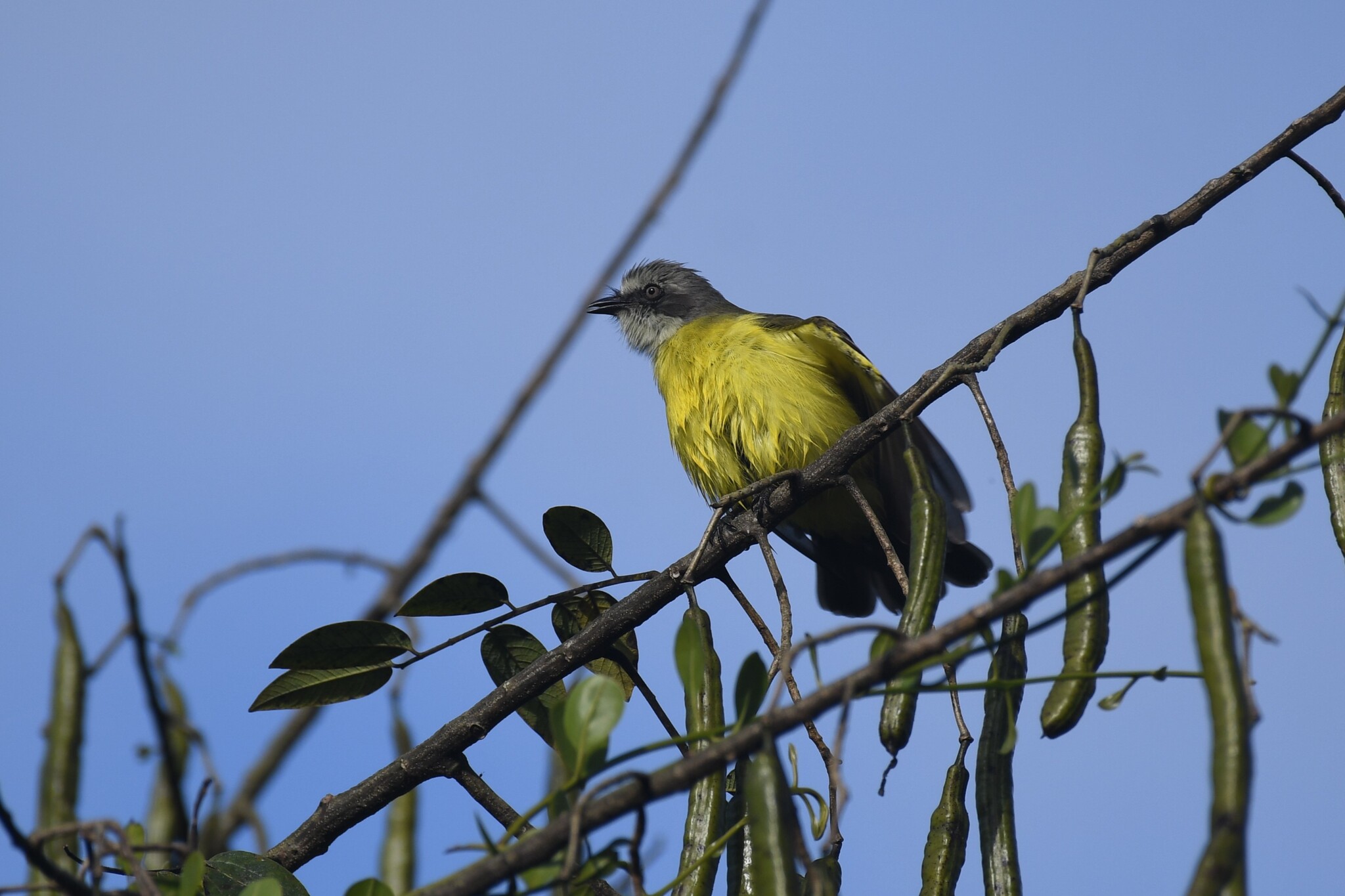 Grey-capped Flycatcher (Myiozetetes granadensis), photo 6