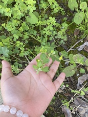Medicago lupulina