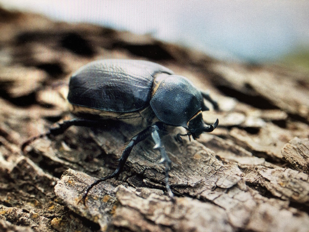 Megasoma punctulatum