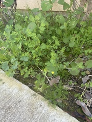 Medicago lupulina