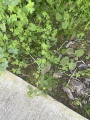 Medicago lupulina