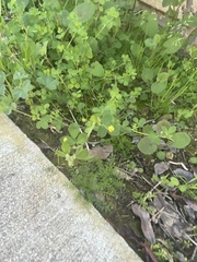 Medicago lupulina