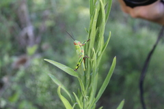 Zoniopoda tarsata