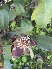 Angiospermae
