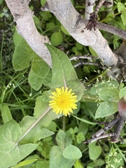 Sonchus oleraceus