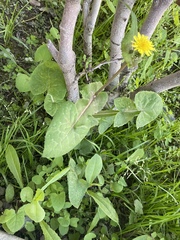 Sonchus oleraceus