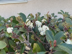 Angiospermae