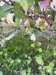 Angiospermae