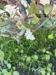 Angiospermae