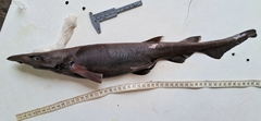 Largenose Catshark photo 1