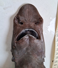 Largenose Catshark photo 3