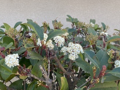 Angiospermae