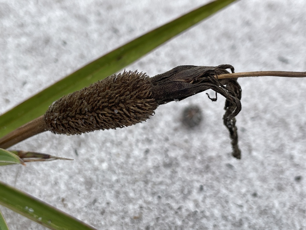 Vellozia albiflora