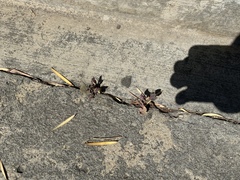 Sonchus oleraceus