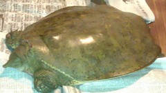 Apalone spinifera spinifera