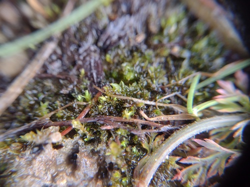 Bicoloured Bryum (Bryum dichotomum)