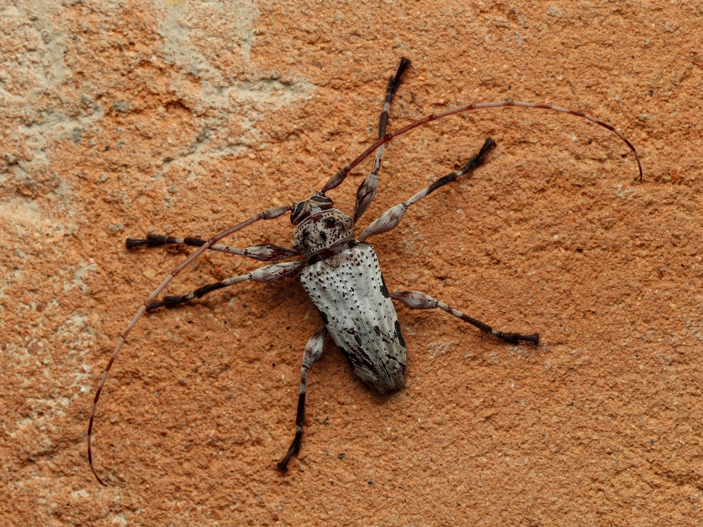Oreodera charisoma