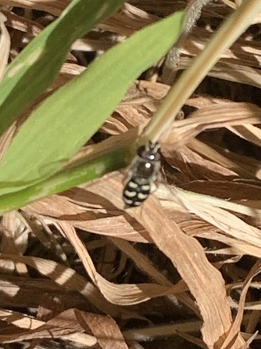Unknown species found near Cordelia Rd, Fairfield, CA, US