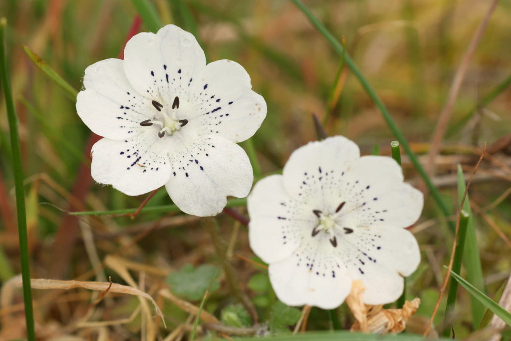 Nemophila menziesii, Pleasant Hill, OR, US