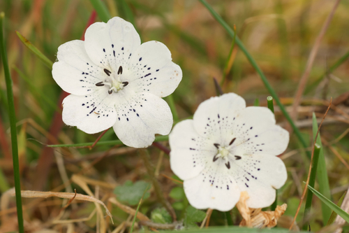Nemophila menziesii