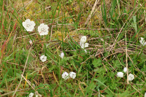 Nemophila menziesii