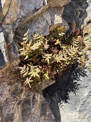 smooth cliffbrake (Pellaea glabella)
