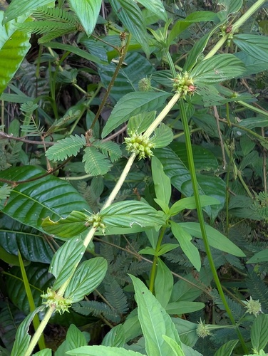 Hexasepalum sarmentosum observed 2026-01-02