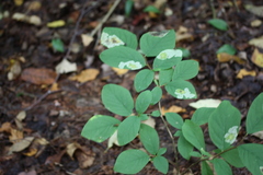 Leucanthiza dircella