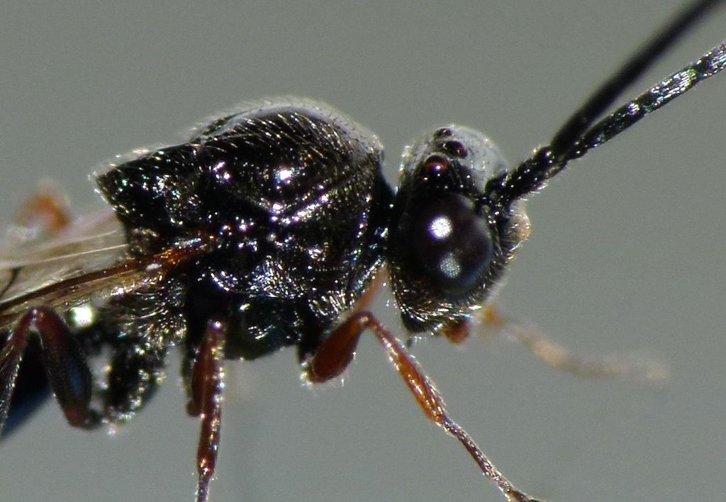Xyalaspis