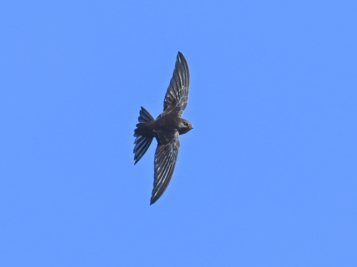 Plain Swift (Apus unicolor)