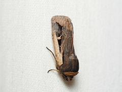 Proteuxoa tortisigna