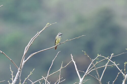 Sulphur-bellied Flycatcher (Myiodynastes luteiventris)