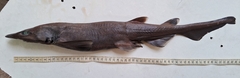 Largenose Catshark photo 2