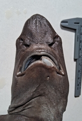 Largenose Catshark photo 4