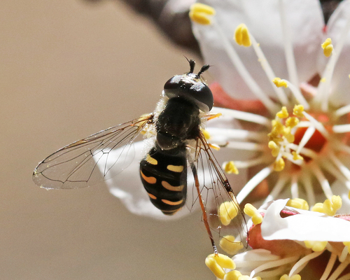 Unknown species found near Home, Town of Cochiti Lake, Sandoval County, NM, USA