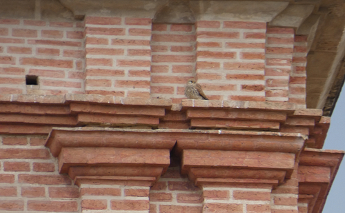 Avistamiento Cernícalo primilla (Vega de Granada)