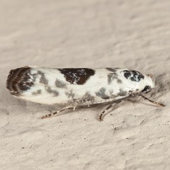 Ethmia submissa