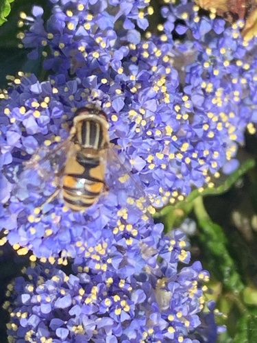 Unknown species found near Cordelia Rd, Fairfield, CA, US