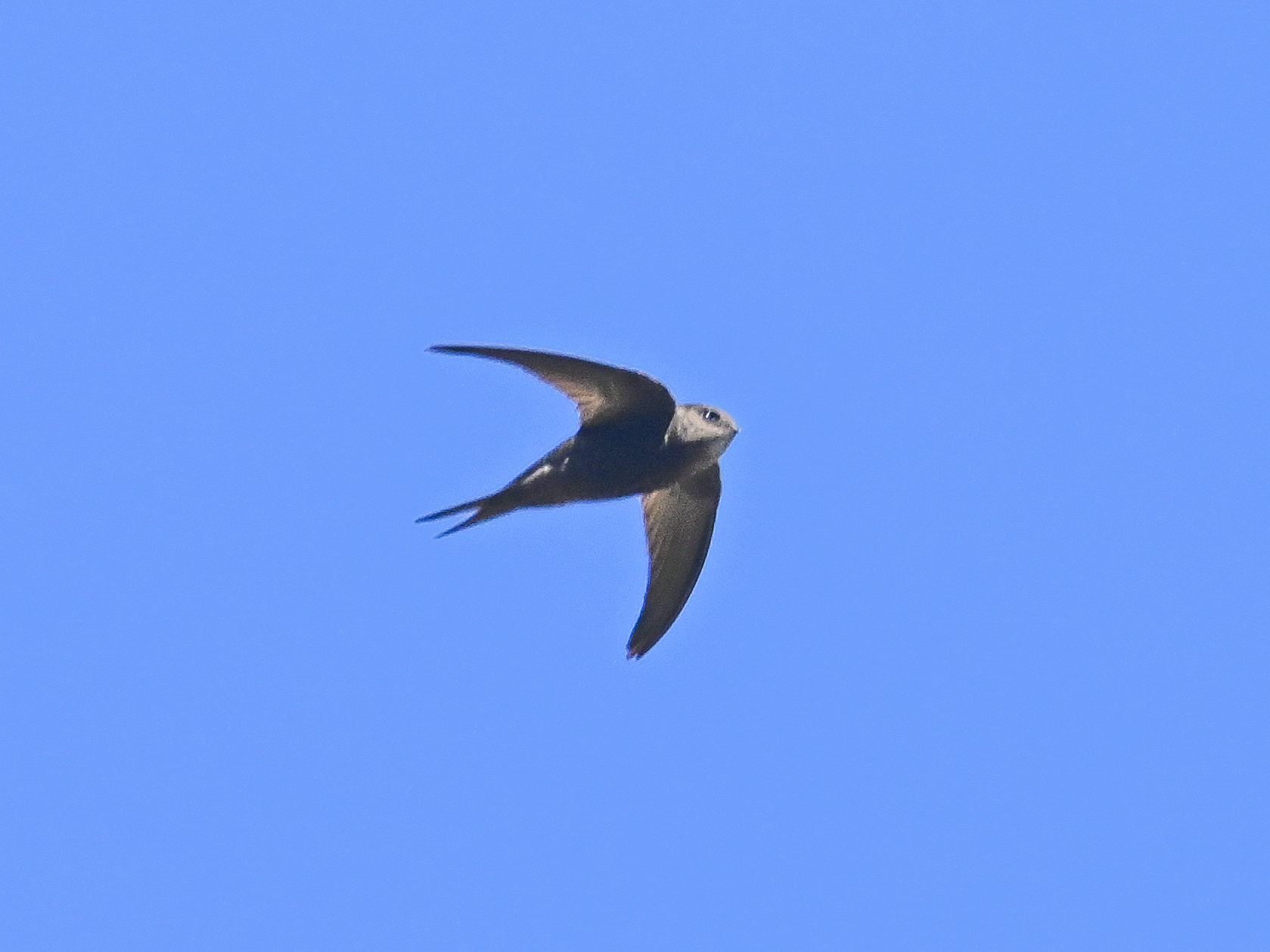 Plain Swift (Apus unicolor), photo 2