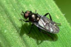 Berisina maculipennis