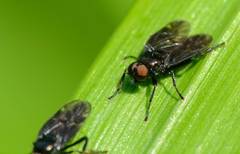 Berisina maculipennis