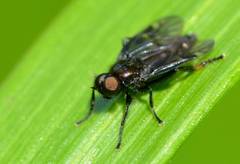 Berisina maculipennis